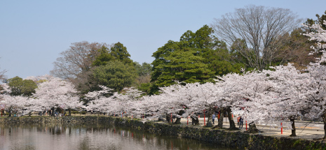 春の花見ツアー