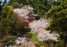 花見