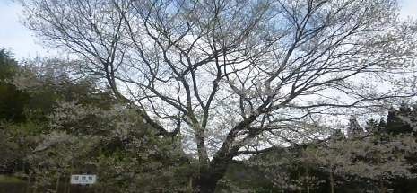 春の花見ツアー