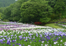 花菖蒲園