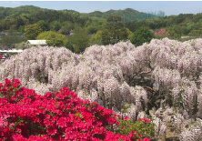 草津・日光あしかがフラワーパークの旅