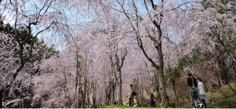 桜