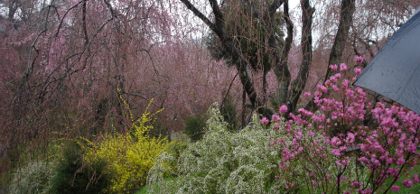 花見