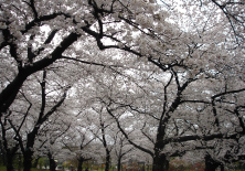 花見