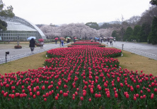 花見