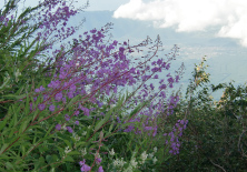 富士登山キレイな花